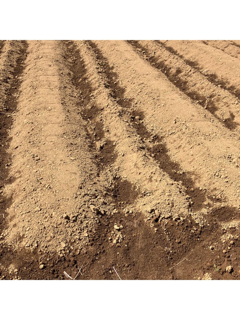 まだ何も植えていません。