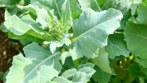 シーズン中ののらぼう菜