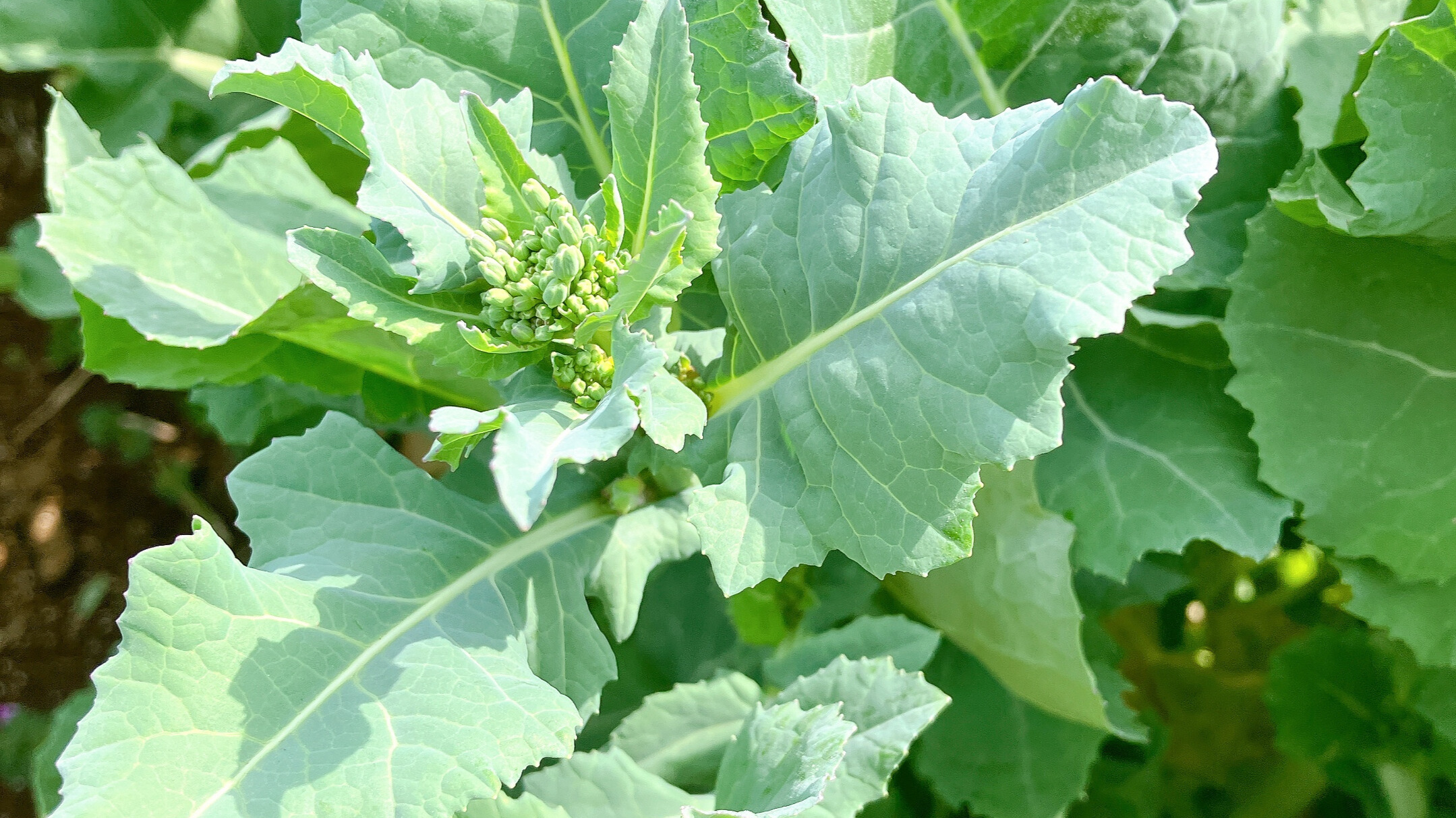 シーズン中ののらぼう菜