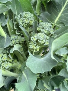 スティックセニョール