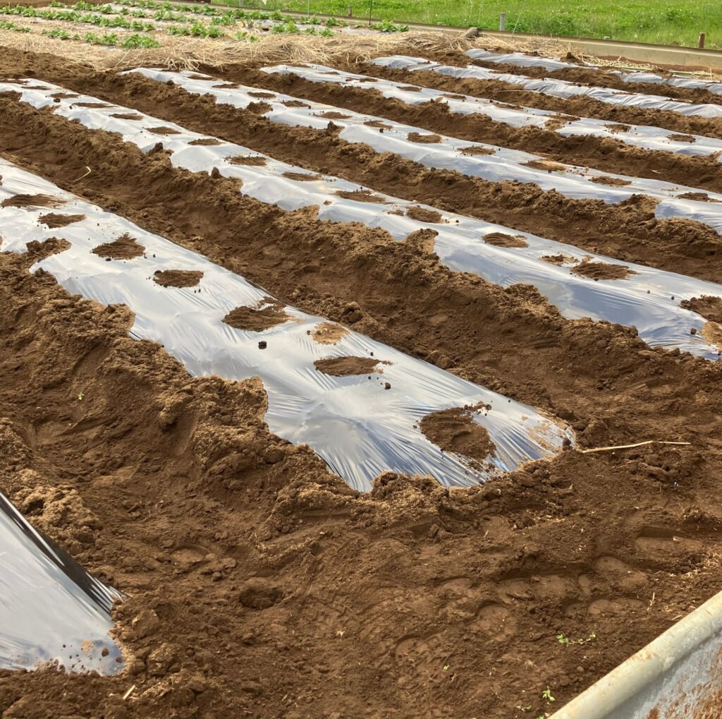 耕してマルチを敷いた畑の様子。