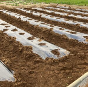 耕してマルチを敷いた畑の様子。