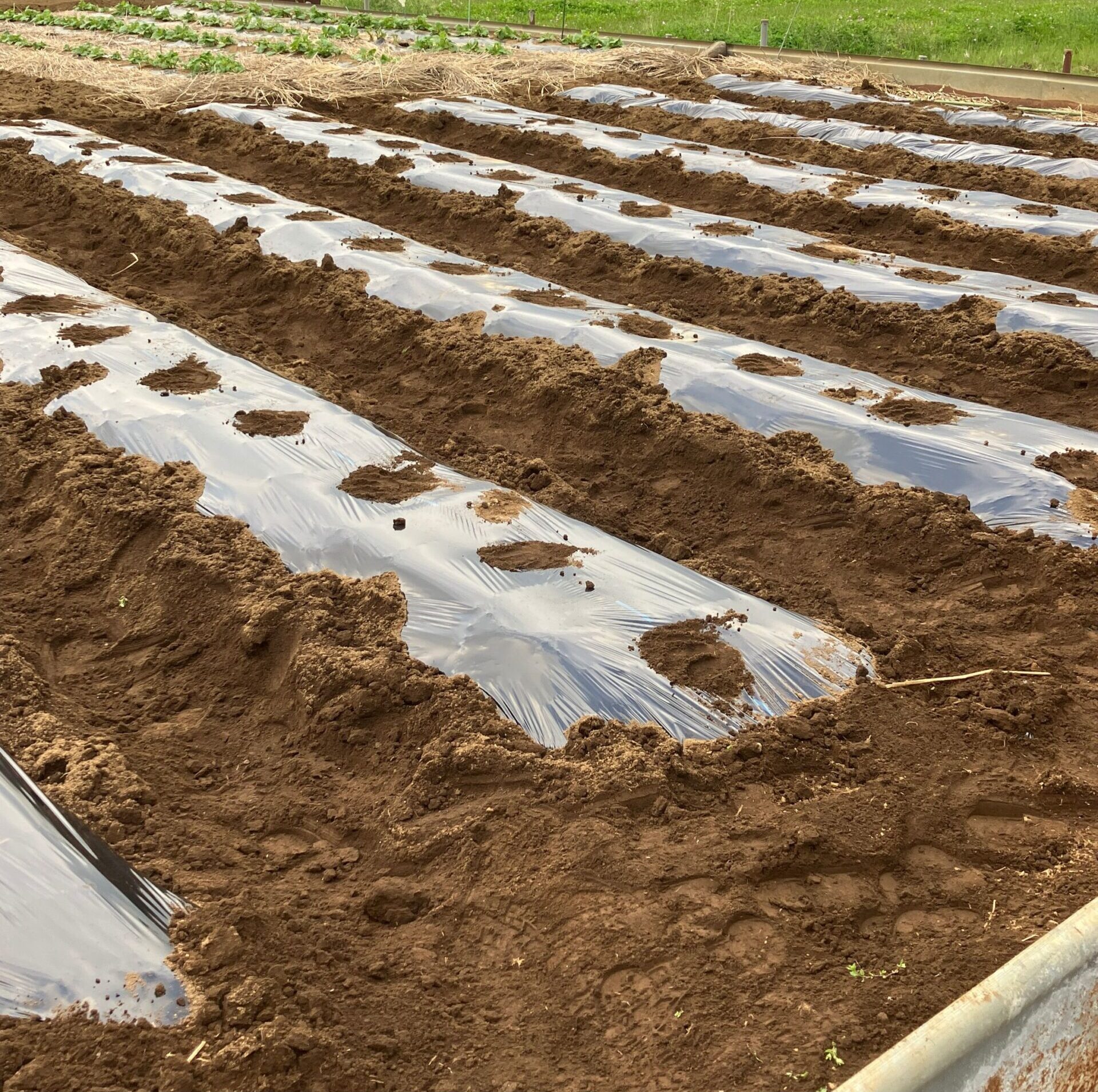 耕してマルチを敷いた畑の様子。