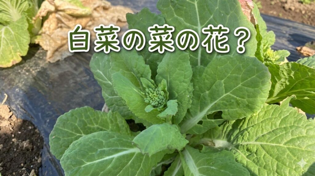 白菜の菜の花？