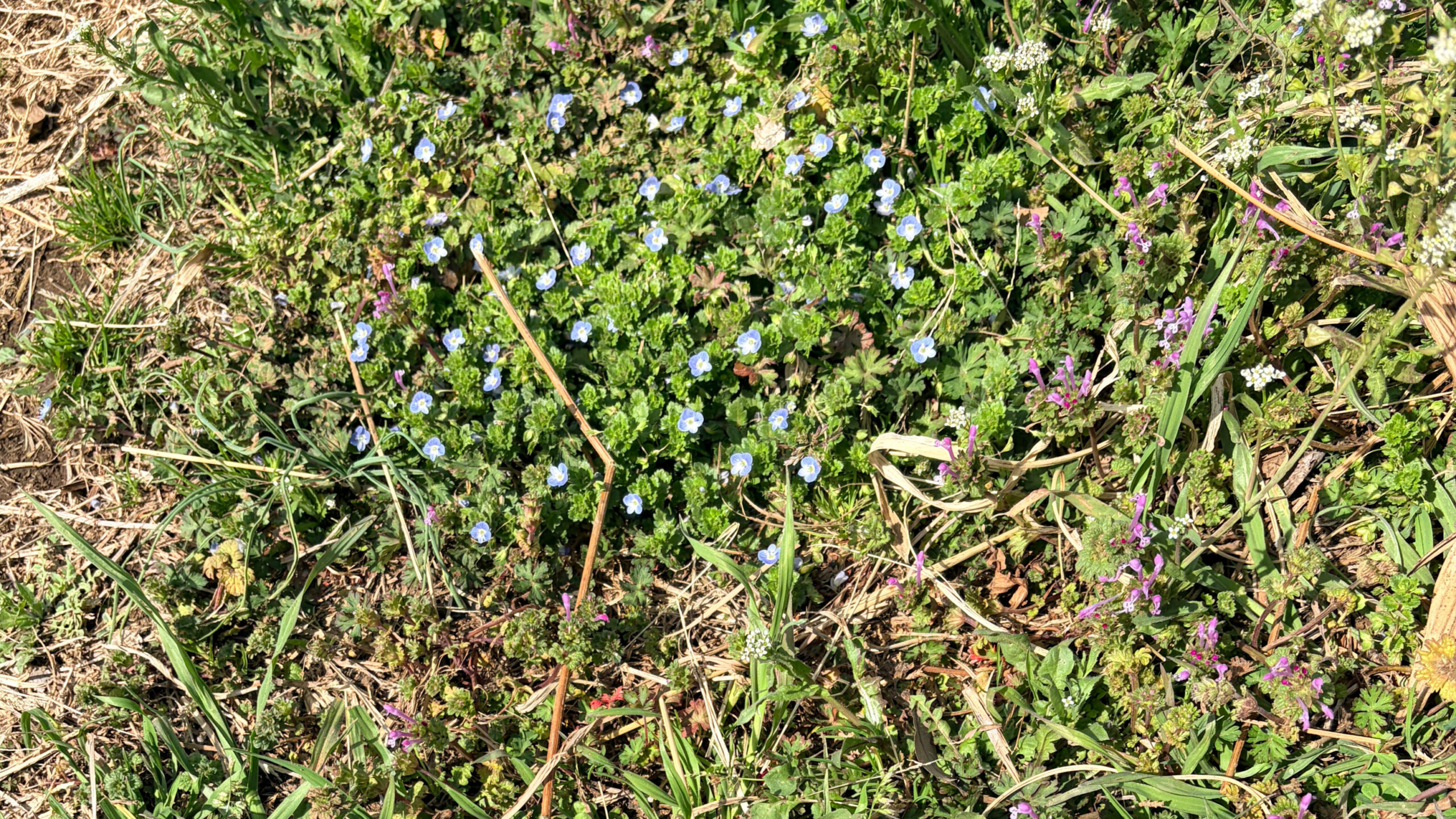 オオイヌノフグリ