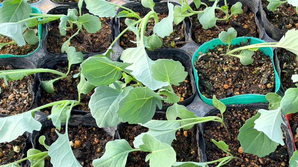 スティックセニョールの苗