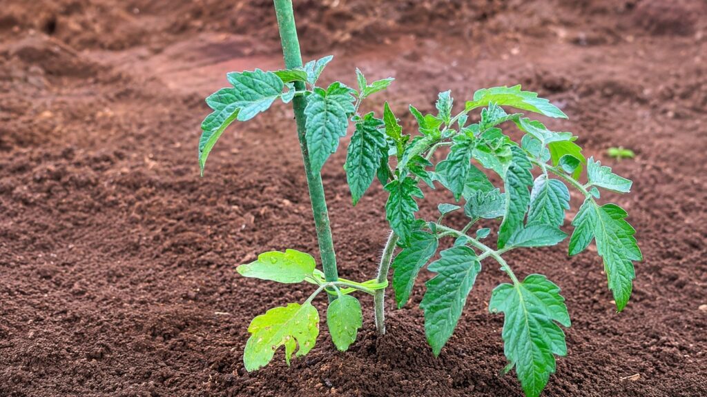 植え付けたばかりのミニトマトの苗