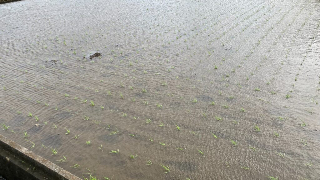 台風一過後の田んぼの様子