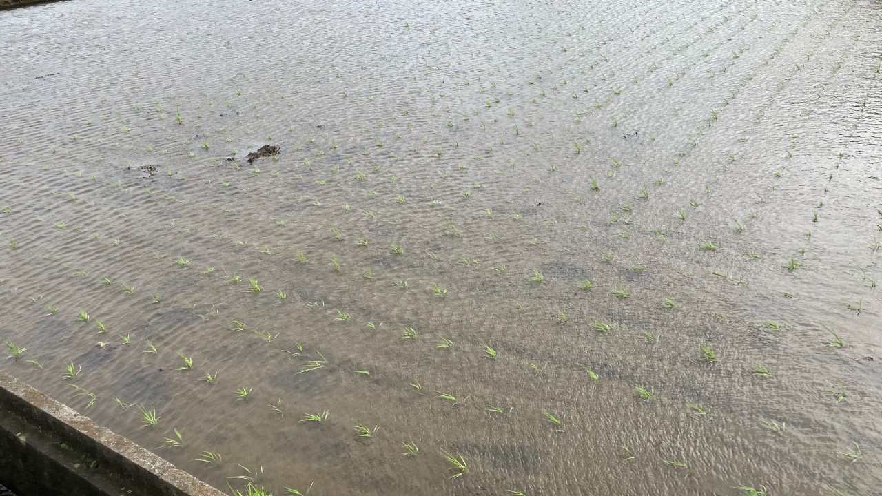 台風一過後の田んぼの様子