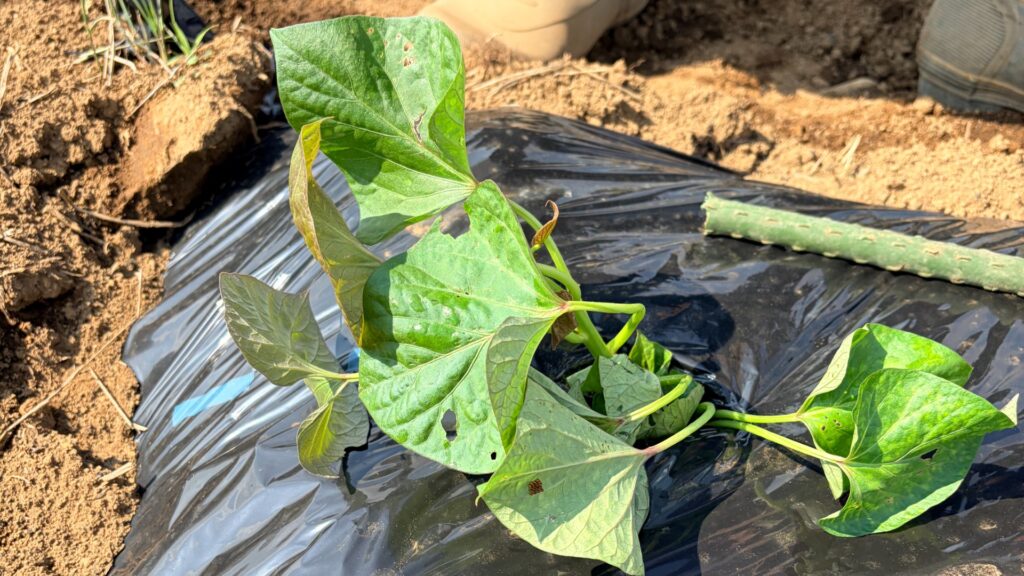 斜め植えした安納芋の苗