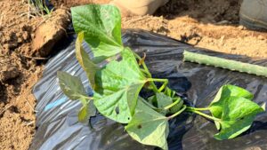 斜め植えした安納芋の苗