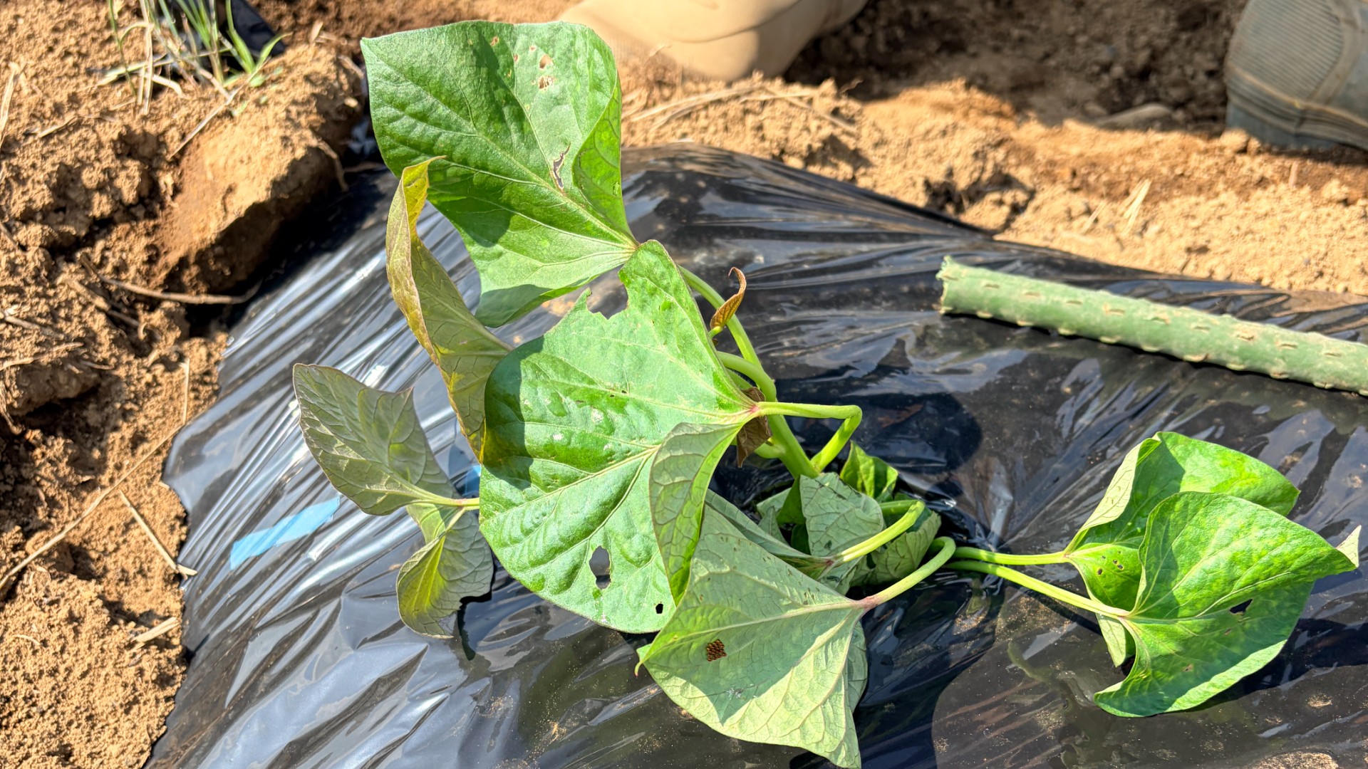 斜め植えした安納芋の苗