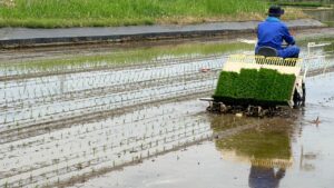 田植え